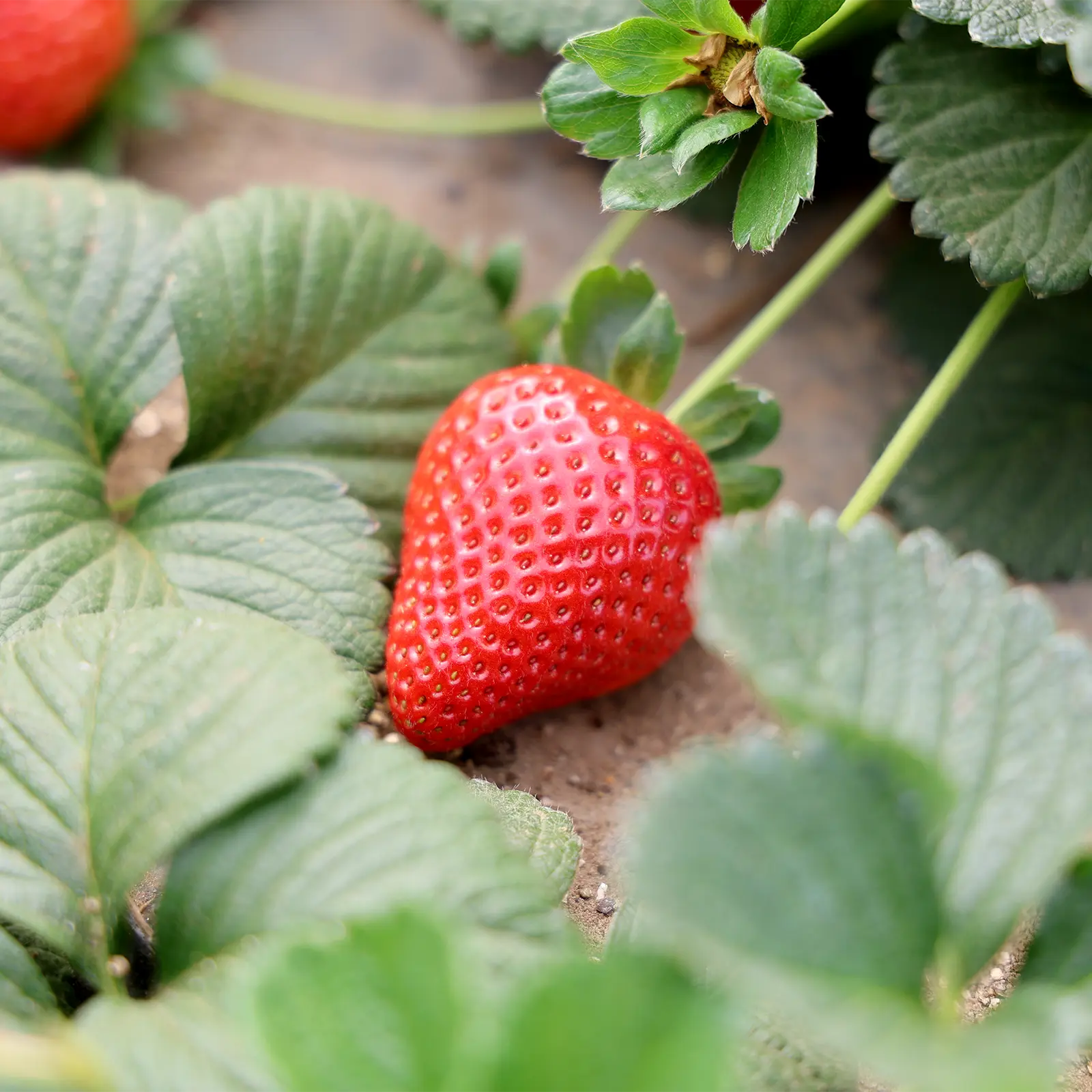 fragole-contatti